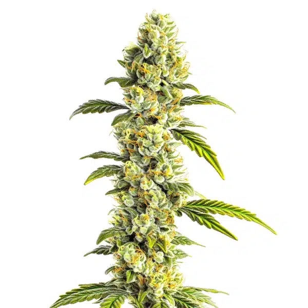 CBD Super Silver (1:1)