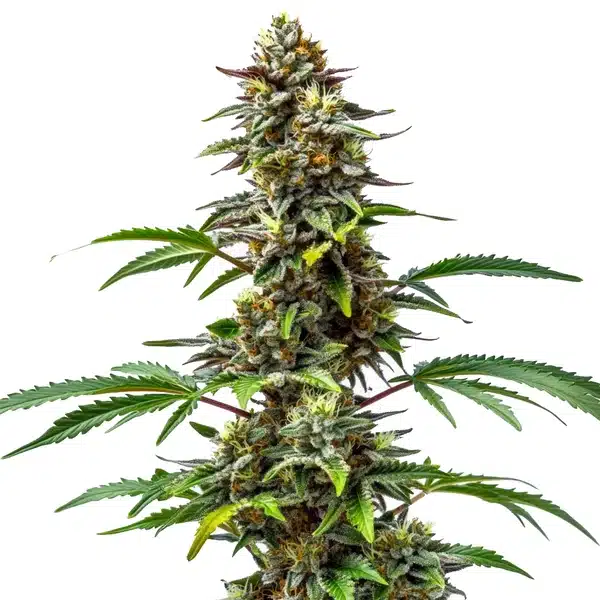 CBD Tutti Frutti (1:15)