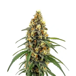 CBD Very Cherry Berry