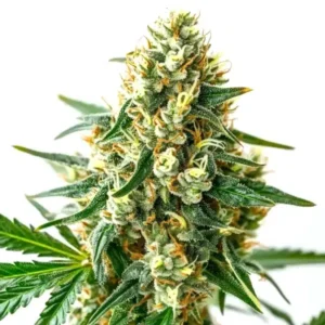 CBD Wellness