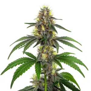 White Widow CBD (1:10)