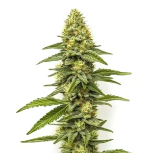 CBD Zero