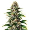 Candy Kush Regular