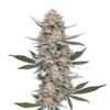 cr-plus-strain-indica-dominant-seeds-australia cr-plus-citrus-sweet-award-winning-strain cr-plus-flowering-time-8-to-10-weeks indica-dominant-seeds-australia-cr-plus cr-plus-spannabis-1st-place-hydro-indoor-2009