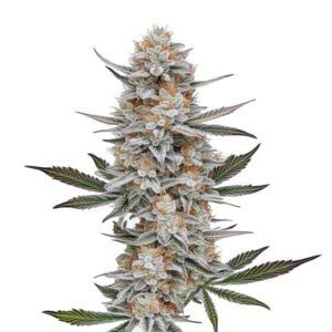 cr-plus-strain-indica-dominant-seeds-australia cr-plus-citrus-sweet-award-winning-strain cr-plus-flowering-time-8-to-10-weeks indica-dominant-seeds-australia-cr-plus cr-plus-spannabis-1st-place-hydro-indoor-2009