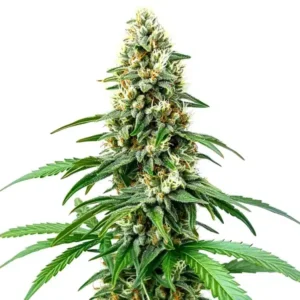 Chocolope Kush Regular