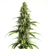 buy feminized seeds australia