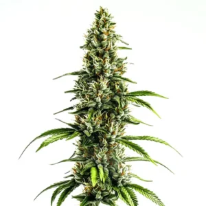 buy feminized seeds australia