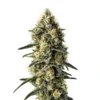 buy weed seeds australia