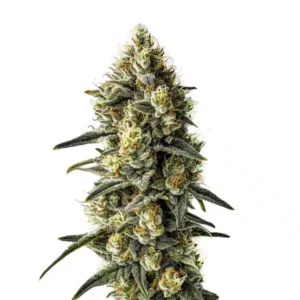 buy weed seeds australia