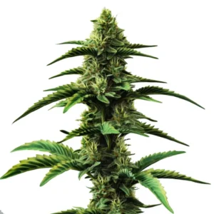 Colombian Gold Regular