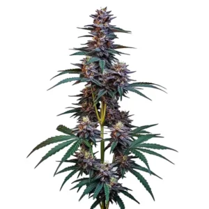 Cookies x Berry Auto