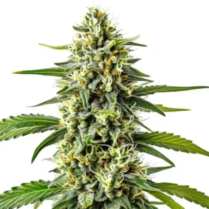 Cream Caramel Auto