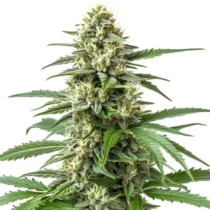 Critical 47 F1