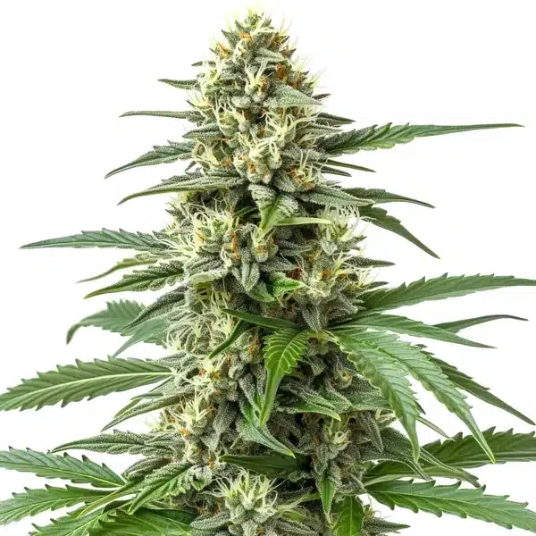 Critical 47 F1
