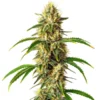 critical-auto-low-thc-autoflower-seeds-australia critical-auto-herbal-lemon-woody-autoflower-strain critical-auto-flowering-time-8-to-10-weeks low-thc-autoflower-seeds-australia-critical-auto critical-auto-70-indica-30-sativa-autoflower