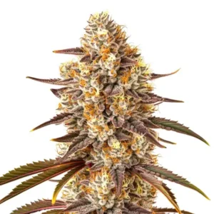 Critical Bilbo x Rainbow Chips Regular