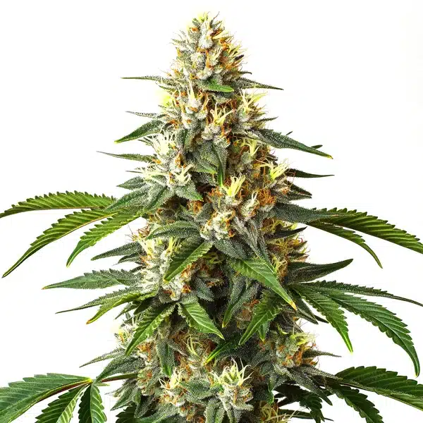 Critical Blue
