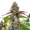critical-daddy-purple-balanced-hybrid-seeds-australia critical-daddy-purple-fruity-woody-purple-hue-strain critical-daddy-purple-flowering-time-8-to-10-weeks balanced-hybrid-seeds-australia-critical-daddy-purple critical-daddy-purple-50-50-indica-sativa