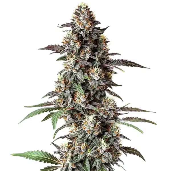 Critical Purple Regular