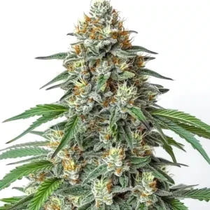 Critical Regular