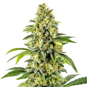 Critical x Cheese Candy Regular