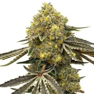 Critical Fast Bud Auto