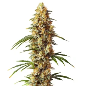 Critical x GG4 Auto