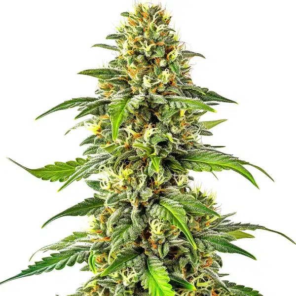 Critical x Green Crack