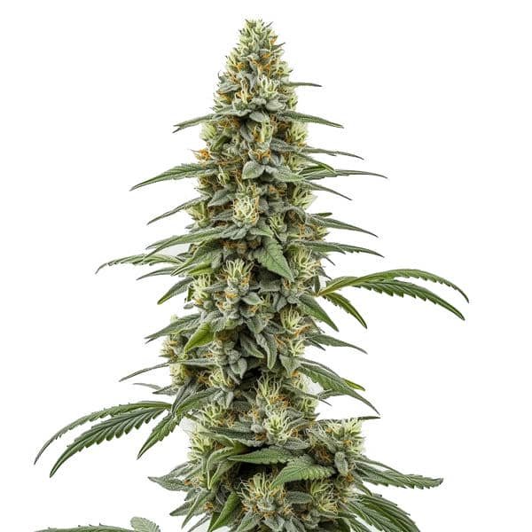 Critical x Northern Light Auto
