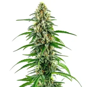 Diesel Regular
