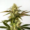 Do Si Dos Autoflower F1