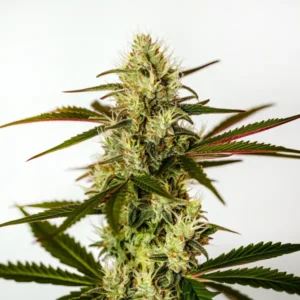 Do Si Dos Autoflower F1