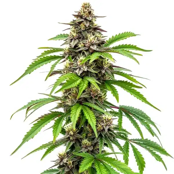 Early Skunk Fast Version