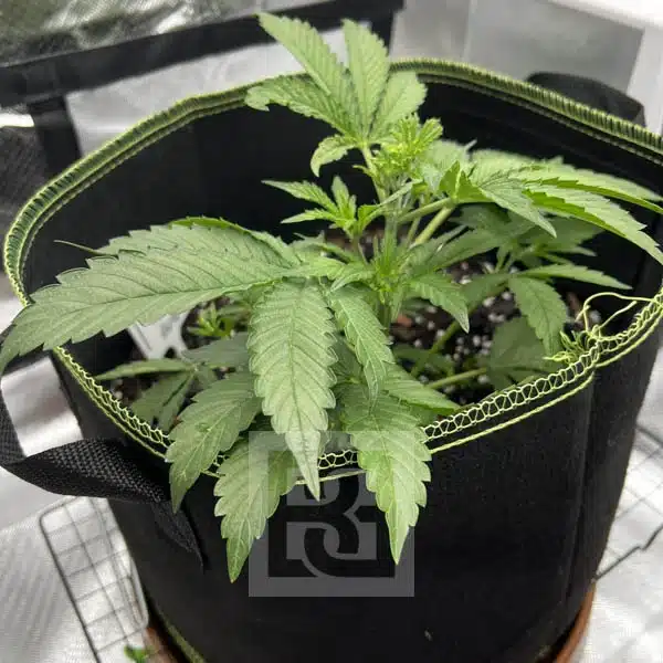 Bubba Kush Autoflower - Image 5