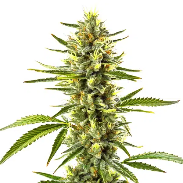 Exodus Cheese