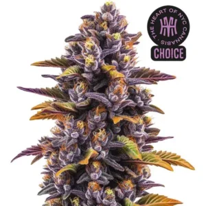 Forbidden Fruit HMC Edition