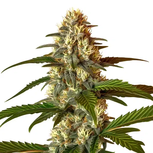 Frosted Guava Auto
