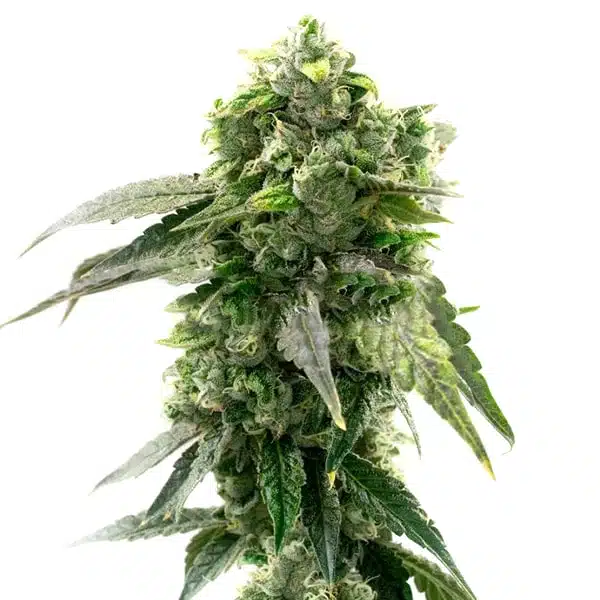 G13 Autoflower
