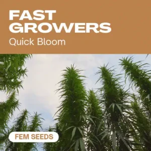 Fast Growers