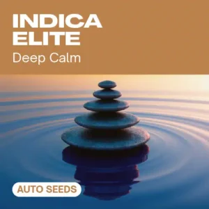 Indica Elite Auto