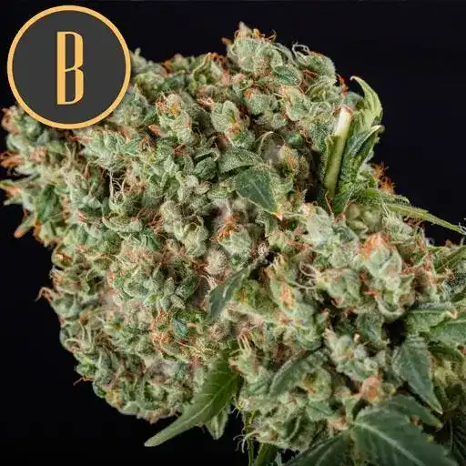 Granddaddy Purple - Image 2