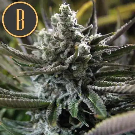 Granddaddy Purple - Image 3