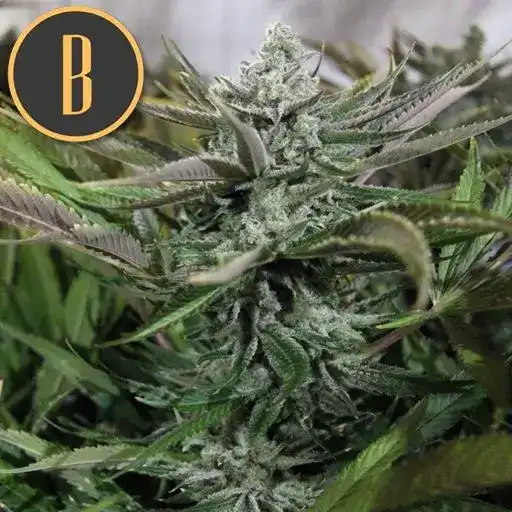Granddaddy Purple - Image 4