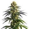 gelato-fbv-fast-flowering-seeds-australia gelato-fbv-earthy-sweet-creamy-orange-berry-strain gelato-fbv-flowering-time-8-to-10-weeks fast-flowering-seeds-australia-gelato-fbv gelato-fbv-50-50-indica-sativa-hybrid