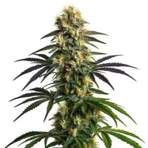 gelato-fbv-fast-flowering-seeds-australia gelato-fbv-earthy-sweet-creamy-orange-berry-strain gelato-fbv-flowering-time-8-to-10-weeks fast-flowering-seeds-australia-gelato-fbv gelato-fbv-50-50-indica-sativa-hybrid