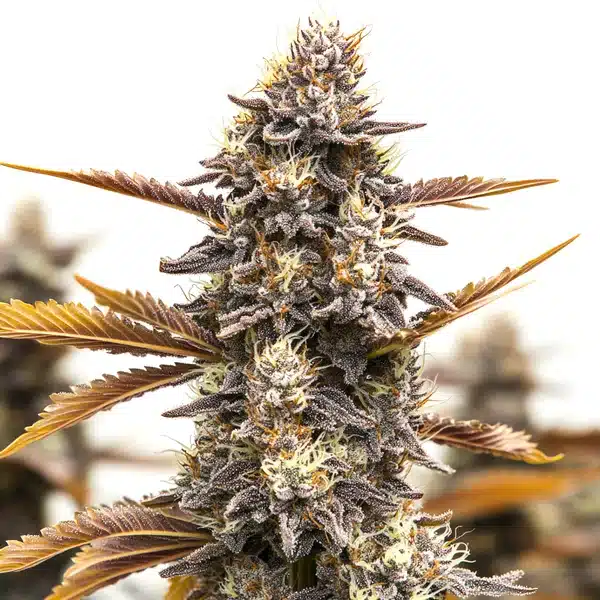 Ghost OG Chemdog Autoflower