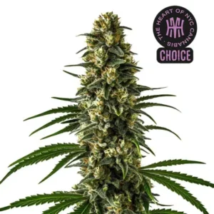 Girl Scout Cookies HMC Edition