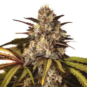 Girl Scout Cookies x Do-Si-Dos