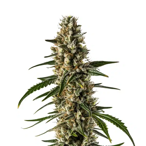 Girl Scout Cookies x Somango Auto